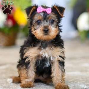 Dolly, Yorkie Puppy